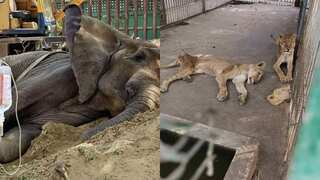 Pakistan's economic crisis forces closure of Karachi zoo full of sick, underfed animals