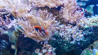 Researchers find previously unknown pristine coral reef deep in Galapagos waters