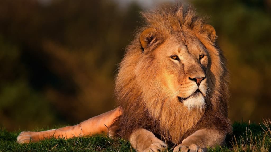China: Two circus lions escape enclosure mid-act. Watch video here