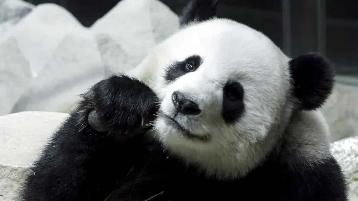 Female giant panda on loan from China dies suddenly in Thai zoo, Beijing to investigate cause of death Female giant panda on loan from China dies suddenly in Thai zoo, Beijing to investigate cause of death