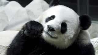 Female giant panda on loan from China dies suddenly in Thai zoo, Beijing to investigate cause of death