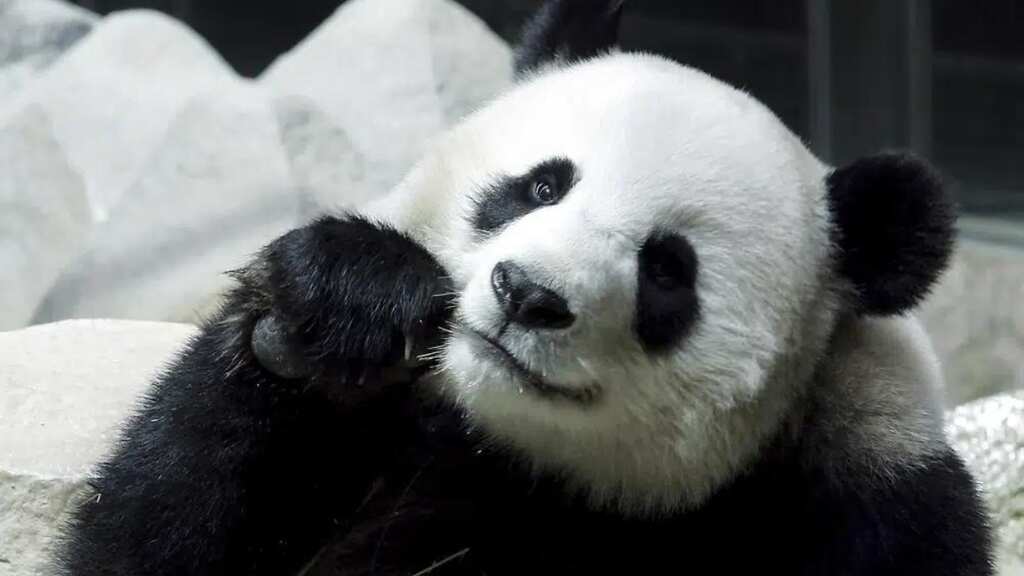 Female giant panda on loan from China dies suddenly in Thai zoo, Beijing to investigate cause of death