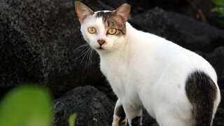 New Zealand: Children's cat-killing competition called off after condemnation