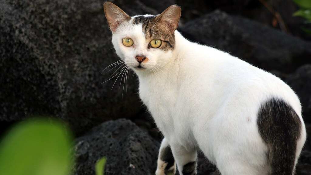 Cats do like to play fetch, but on their own terms: Study
