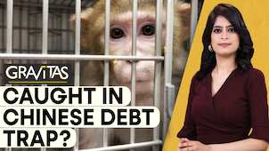 Gravitas | Is indebted Sri Lanka being forced to send 100,000 endangered monkeys to China?