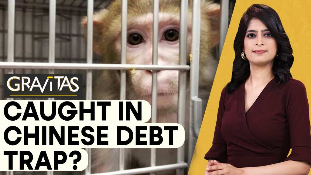 Gravitas | Is indebted Sri Lanka being forced to send 100,000 endangered monkeys to China?