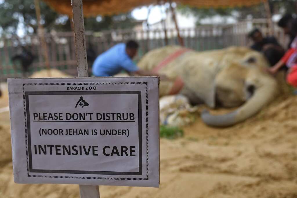 Pakistan: Ailing Karachi zoo elephant may be euthanised after collapsing