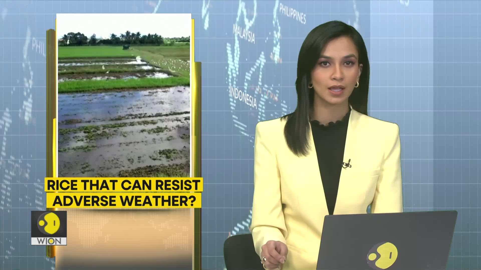 Scientists experiment with rice that be grown in extreme climate ...