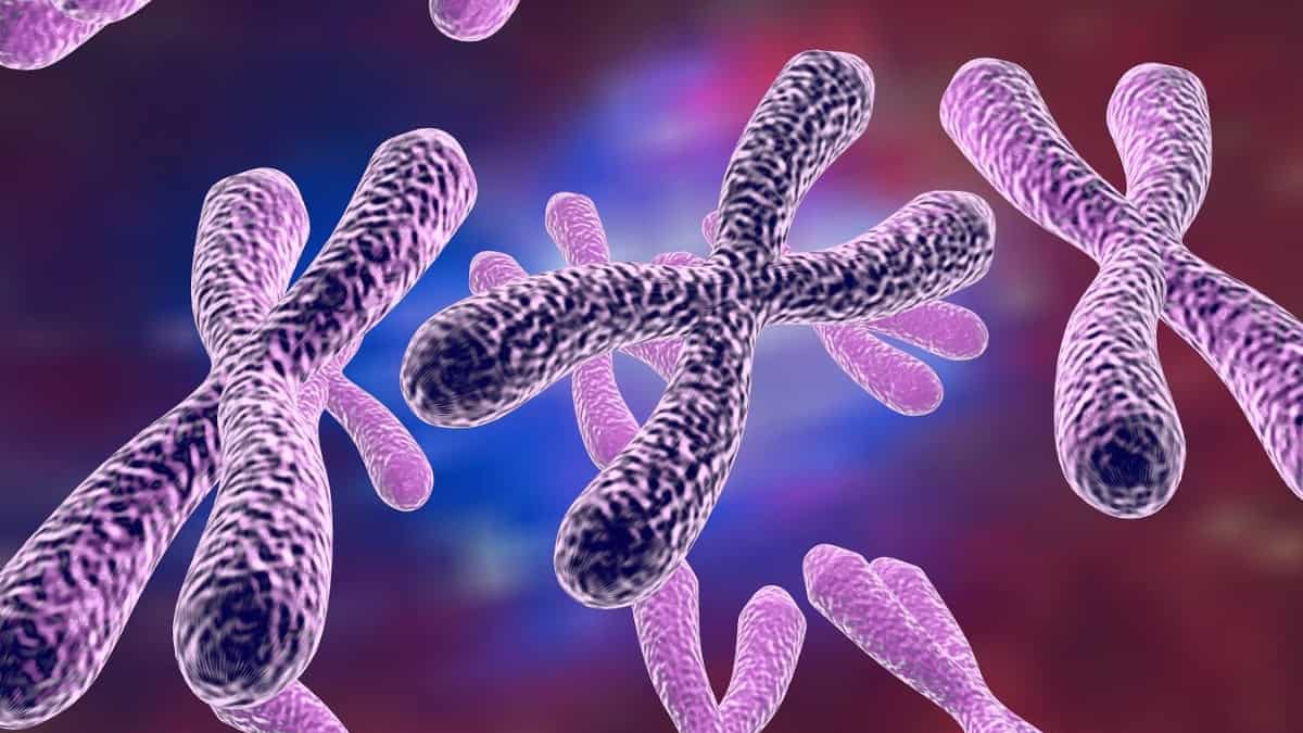 Scientists Discover How X Chromosome Gets Its Shape Solving One Of 