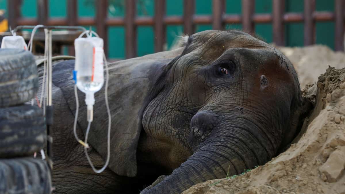 Noor Jehan: Ailing elephant at Pakistan's Karachi Zoo dies Noor Jehan: Ailing elephant at Pakistan's Karachi Zoo dies