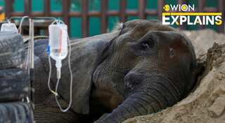 Explained: Dying animals, lack of funds - distressing state of Pakistan zoos