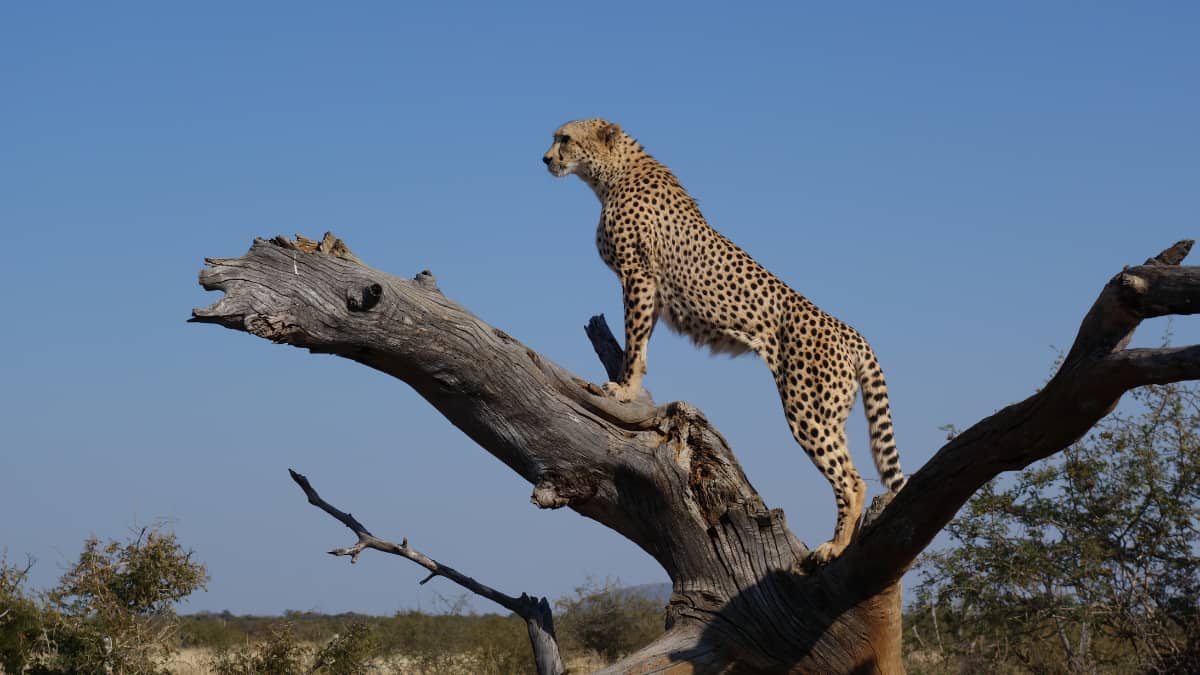 Second of the eight felines brought to India under 'Project Cheetah' dies in Madhya Pradesh Second of the eight felines brought to India under 'Project Cheetah' dies in Madhya Pradesh