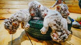 Extremely rare! White Bengal Tiger sextuplets born in China's Zhengzhou zoo