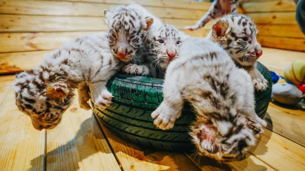 Extremely rare! White Bengal Tiger sextuplets born in China's Zhengzhou zoo