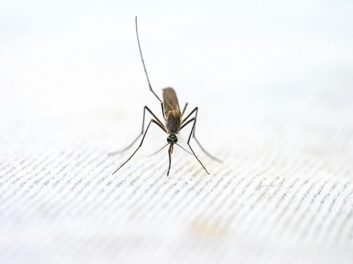 World Malaria Day 2023: Where does India stand in combating malaria? World Malaria Day 2023: Where does India stand in combating malaria?