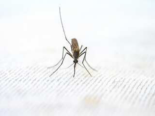 World Malaria Day 2023: Where does India stand in combating malaria?