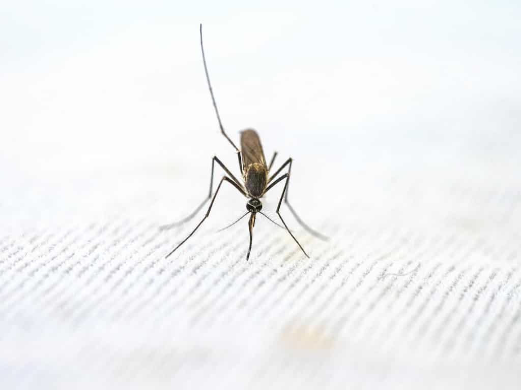 World Malaria Day 2023: Where does India stand in combating malaria?
