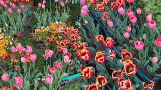 Kashmir’s tulip garden listed as Asia's largest by World Book of Records