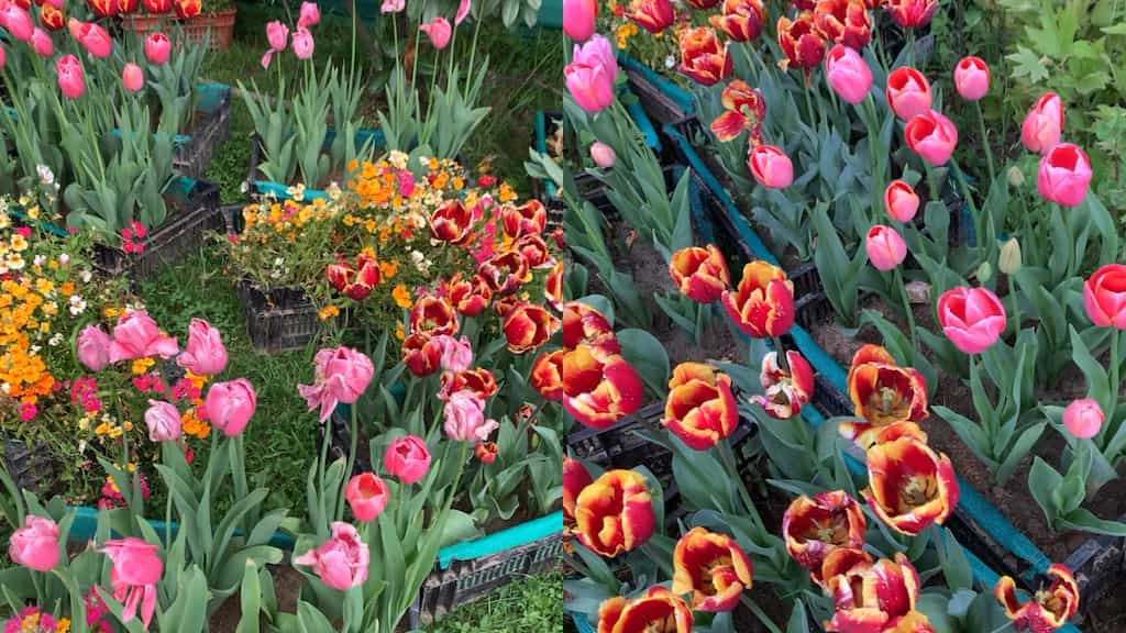 Tulip garden in Srinagar witnesses record-breaking numbers, with footfall of over 377,000 tourists