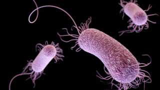 Study: Using antibiotics in agriculture can 'endanger human immune system’