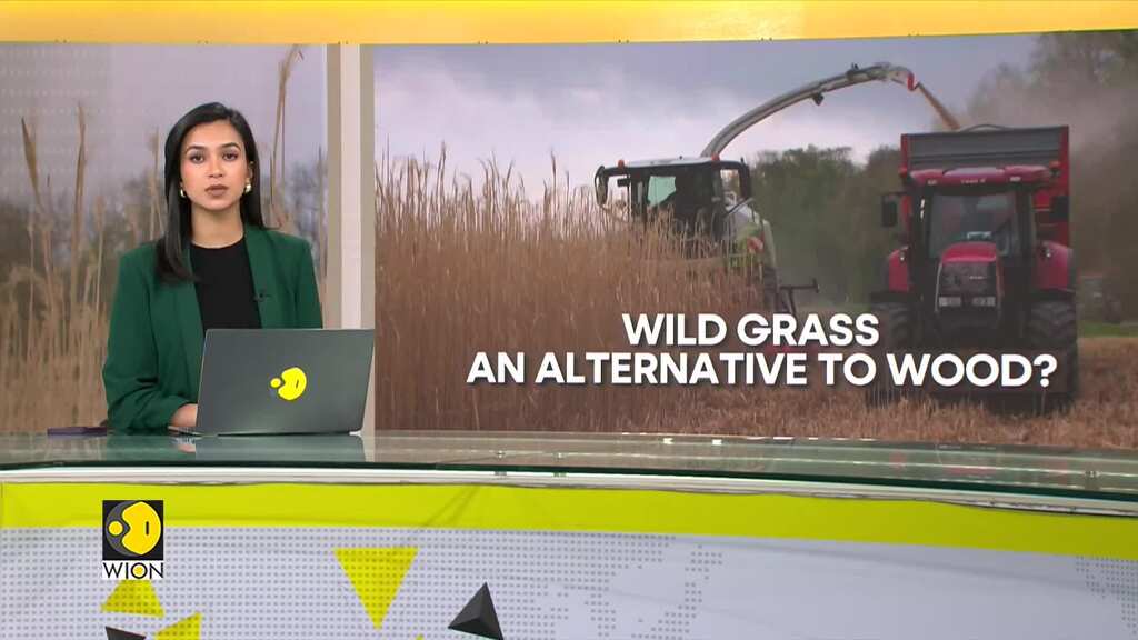 Small French town replaces wood with wild grass