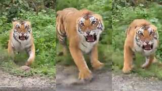 WATCH | Tiger chases away tourists as jungle safari goes awry