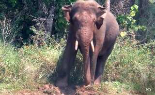 Indian forest officials tranquilise, capture rogue rice-raiding tusker 'Arikomban'
