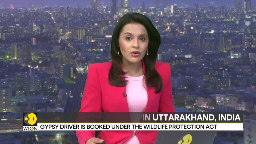 Uttarakhand: Driver accused of provoking a tiger in Jim Corbett National Park | India