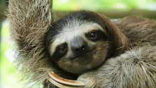 Fur of Costa Rican sloths may harbour antibiotic-producing bacteria: Study