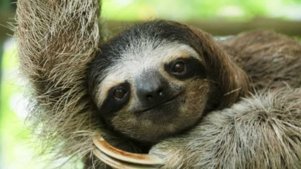 Fur of Costa Rican sloths may harbour antibiotic-producing bacteria: Study