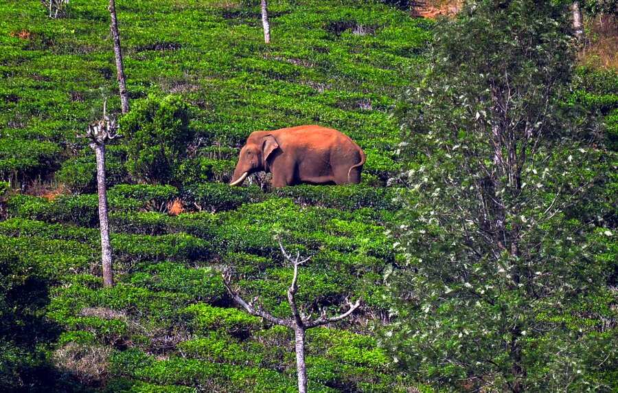 Over dozen police vehicles, one lorry, 122-km trip - how India's Kerala moved tranquilised tusker 'Arikomban' Over dozen police vehicles, one lorry, 122-km trip - how India's Kerala moved tranquilised tusker 'Arikomban'