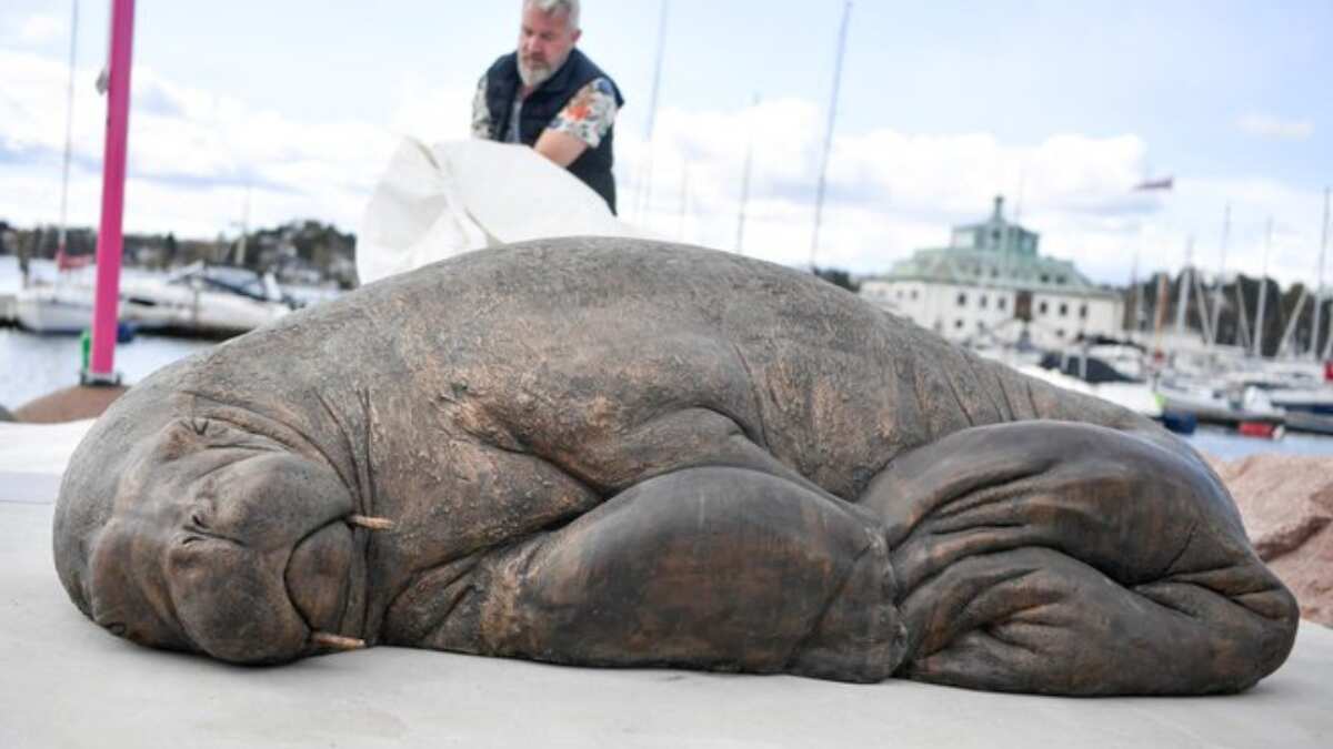 Sculpture of euthanised walrus Freya unveiled in Oslo fjord Sculpture of euthanised walrus Freya unveiled in Oslo fjord