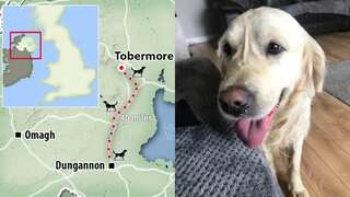 Dog escapes new owner, walks 64 km on foot back to his previous home after 27-day-long journey 