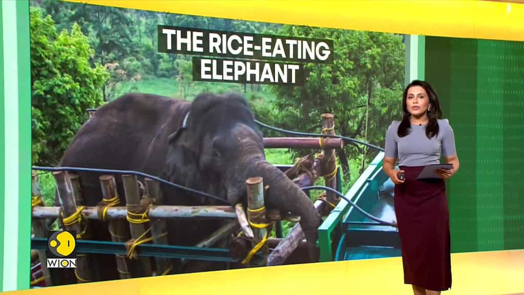Wild elephant captured for raiding rice fields, killing people in India