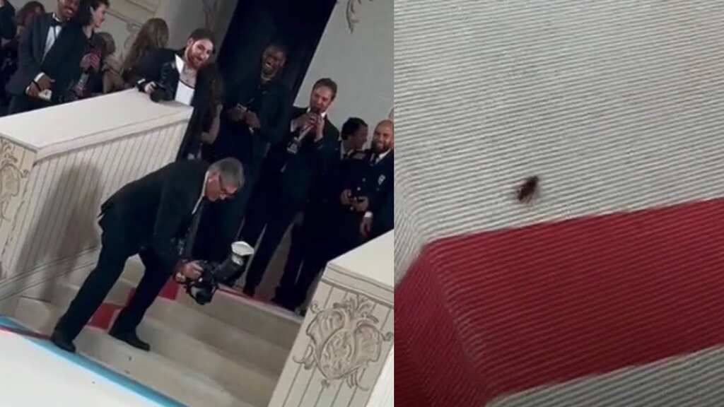 Viral moment | Cockroach makes Met Gala debut, netizens hail it as 'best dressed celebrity'