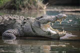 Australia: Body of missing fisherman found inside crocodile