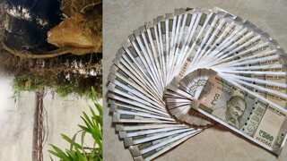 WATCH | Income Tax sleuths find Rs 10mn hidden in mango tree in poll-bound Karnataka