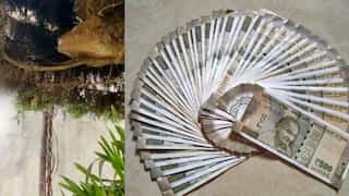 WATCH | Income Tax sleuths find Rs 10mn hidden in mango tree in poll-bound Karnataka