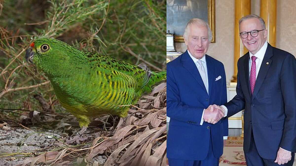 Australia's coronation gift to King Charles: A donation of $10K to save endangered parrot species
