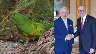 Australia's coronation gift to King Charles: A donation of $10K to save endangered parrot species