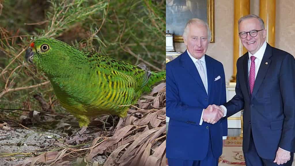 Australia's coronation gift to King Charles: A donation of $10K to save endangered parrot species