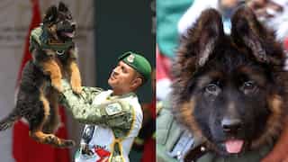 Turkey sends puppy to Mexico after death of rescue dog in quake operation