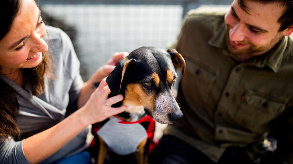 India: IRCTC to allow passengers to book train tickets for pets online. Here's how it will happen. India: IRCTC to allow passengers to book train tickets for pets online. Here's how it will happen.