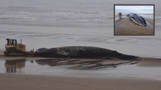 Carcass turns macabre tourist attraction; crowds throng England beach to click selfies with dead whale