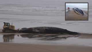 Carcass turns macabre tourist attraction; crowds throng England beach to click selfies with dead whale