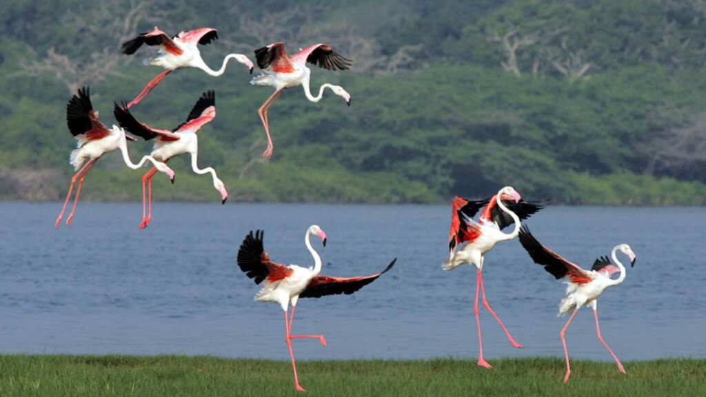 Central Asian Flyway: India leads global effort to save migratory birds