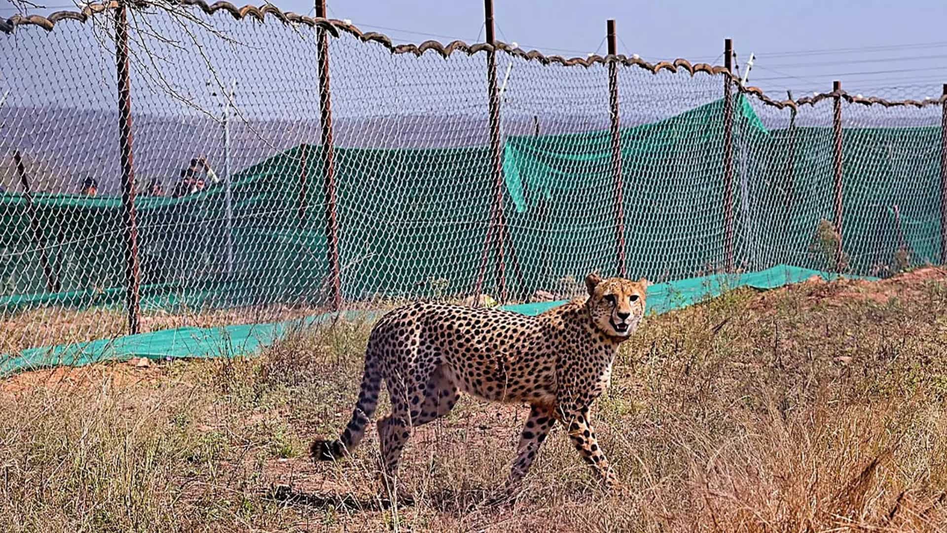 India: Another cheetah dies at Kuno National Park, third death in 40 days India: Another cheetah dies at Kuno National Park, third death in 40 days