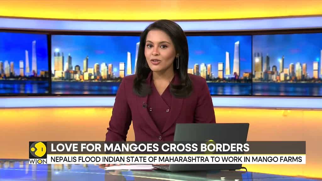 India: Nepalis bringing Ratnagiri mangoes to Maharashtra's tables