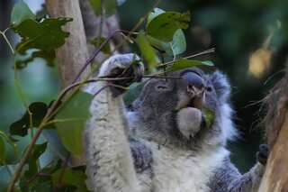 Australia: Scientists start vaccinating wild koalas against chlamydia