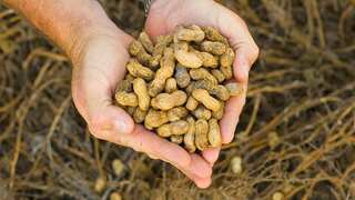In a first, wearable skin patch can now treat peanut allergies in toddlers